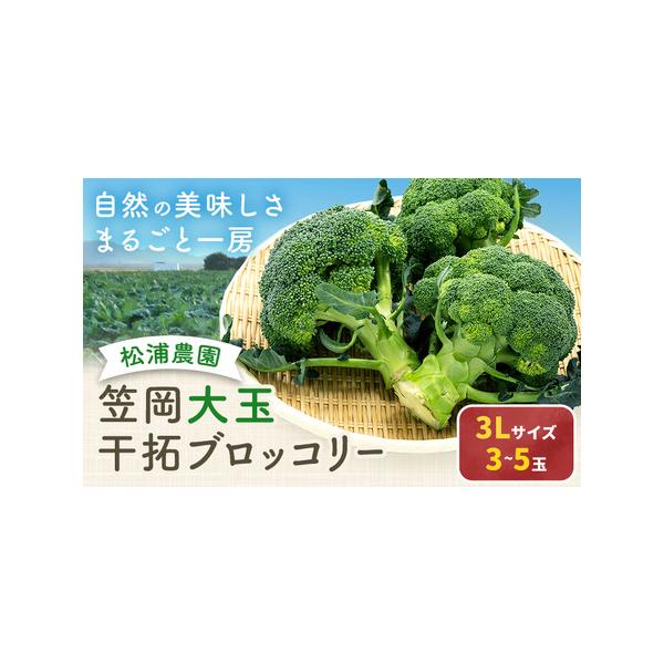 ■ 容量　3Lサイズ 3〜5玉■ 配送について　12月上旬-5月中旬頃出荷　タイプ：【常温】