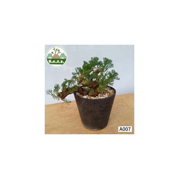 ■ 容量　■名称：サルコカウロン・ムルチフィズム (発根管理済)　　■内容量：1鉢　　■サイズ　- 樹の高さ：約16cm　- 樹形幅：約16cm　- 鉢 (直径)：約12cm　　※サイズはおおよその大きさです。　※幹幅は測る位置で前後します...