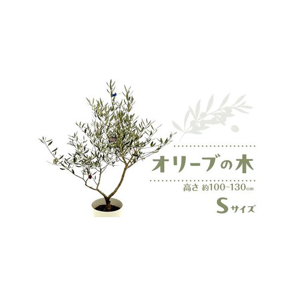 ■ 容量　オリーブの木　Sサイズ1本　鉢の下からの高さ　約100cm〜130cm　木の横幅　約30〜60cm　幹の太さ　約2〜3cm　樹齢　3〜5年生■ 配送について　寄付入金後、1週間以内に発送いたします。　タイプ：【常温】