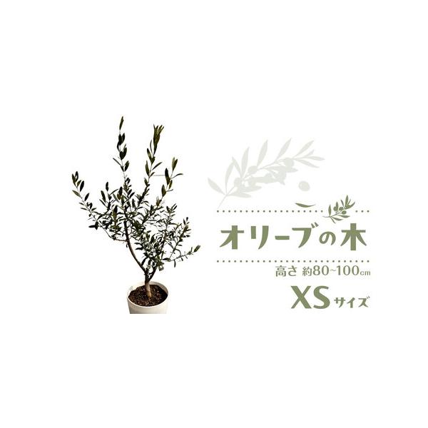 ■ 容量　オリーブの木　XSサイズ1本　鉢の下からの高さ　約80cm〜100cm　木の横幅　約20〜40cm　幹の太さ　約1.5〜2cm　樹齢　2〜3年生■ 配送について　寄付入金後、1週間以内に発送いたします。　タイプ：【常温】