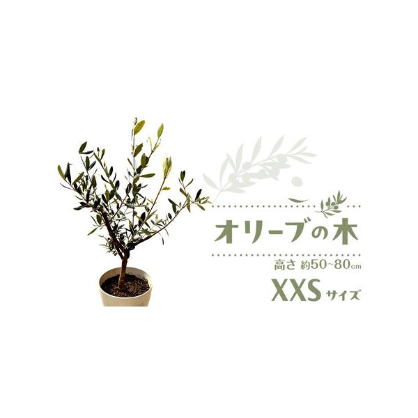 ■ 容量　オリーブの木　XXSサイズ1本　鉢の下からの高さ　約50cm〜80cm　木の横幅　約10〜30cm　幹の太さ　約1〜1.5cm　樹齢　1〜2年生■ 配送について　寄付入金後、1週間以内に発送いたします。　タイプ：【常温】