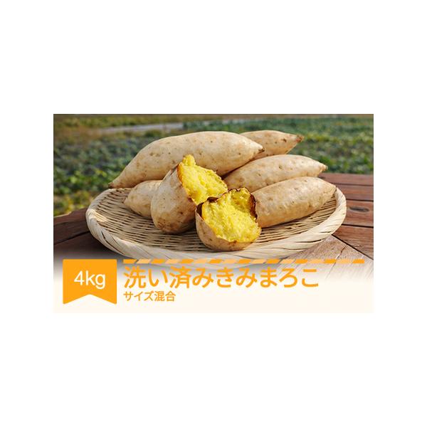 ふるさと納税 【先行予約】さつまいも きみまろこ 洗い済み 約4kg 村山市産 2026年産 令和8年産 山形県産 ※沖縄・離島への配送不可  no-spkma4 山形県村山市