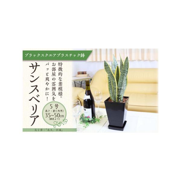 ■ 容量　サンスベリア 5号 　◆設置後の高さ:約40cm〜55cm内外(鉢底より) 幅 約15〜30cm　◆鉢:プラスチック鉢植え＋プラスチック製の鉢皿付き　◆育て方のしおりなども同封して発送させていただきます。　福岡県朝倉郡筑前町■ 配...