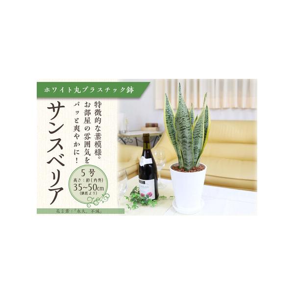 ■ 容量　サンスベリア 5号 　◆設置後の高さ:約40cm〜55cm内外(鉢底より) 幅 約15〜30cm　◆鉢:プラスチック鉢植え（陶器風の丸形ホワイトプラスチック鉢）＋プラスチック製の鉢皿付き　◆育て方のしおりなども同封して発送させてい...