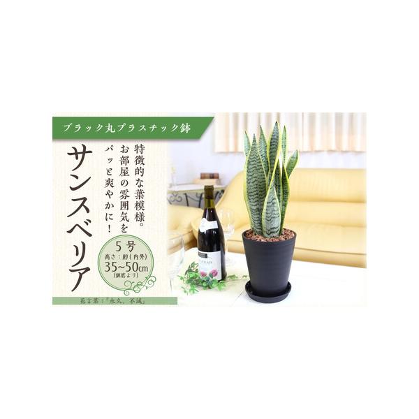 ■ 容量　サンスベリア 5号 　◆設置後の高さ:約40cm〜55cm内外(鉢底より) 幅 約15〜30cm　◆鉢:プラスチック鉢植え（陶器風の丸形ブラックプラスチック鉢）＋プラスチック製の鉢皿付き　◆育て方のしおりなども同封して発送させてい...