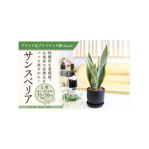 ■ 容量　サンスベリア 5号 　◆設置後の高さ:約35cm〜45cm内外(鉢底より) 幅 約15〜30cm　◆鉢:プラスチック鉢植え＋プラスチック製の鉢皿付き　◆育て方のしおりなども同封して発送させていただきます。　福岡県朝倉郡筑前町■ 配...