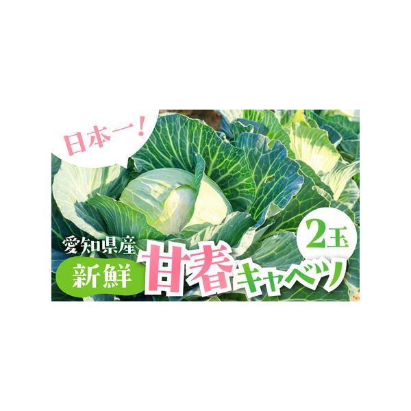 ■ 容量　●春キャベツ 2玉■ 配送について　お届け時期：3月〜5月頃（収穫状況により前後する場合があります）　※お届け時期以外のお申込みは先行予約となります。　タイプ：【常温】