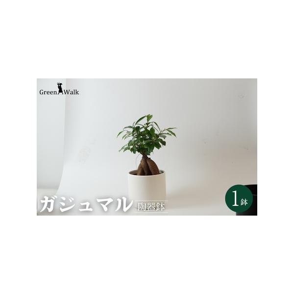 ■ 容量　1鉢（鉢色：白）　器：W15×H14cm　植物含めた高さ：約30〜40cm前後　材質 器：陶器　■ 配送について　ご入金確認から2週間〜2ヶ月程度　※以下の期間、地域は発送不可となりますのでご了承ください。発送可となった時点で速や...