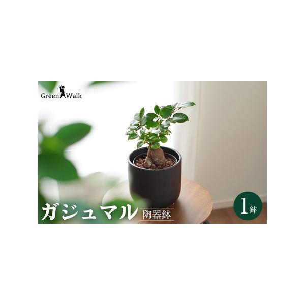 ■ 容量　1鉢（鉢色：黒）　器：W15×H14cm　植物含めた高さ：約30〜40cm前後　材質 器：陶器　■ 配送について　ご入金確認から2週間〜2ヶ月程度　※以下の期間、地域は発送不可となりますのでご了承ください。発送可となった時点で速や...