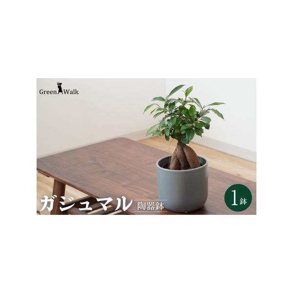 ■ 容量　1鉢（鉢色：グレー）　器：W15×H14cm　植物含めた高さ：約30〜40cm前後　材質 器：陶器　■ 配送について　ご入金確認から2週間〜2ヶ月程度　※以下の期間、地域は発送不可となりますのでご了承ください。発送可となった時点で...