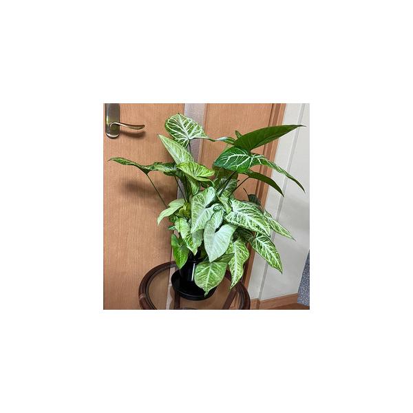 ふるさと納税 シンゴニューム・ホワイトバタフライ（観葉植物）（B1048-1） 和歌山県有田市