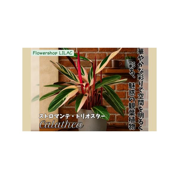 ■ 容量　【容量】　約2ｋｇ■ 配送について　※発送可能な期間 発送可能な期間 4月〜12月　※１１月１５日以降の受付分は、翌年の発送可能期間に発送となります。　※植物ですので受け取りは迅速にお願いいたします。　※受け取り不可の日がある場合...