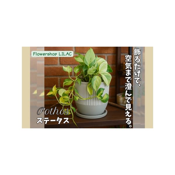 ■ 容量　【容量】　約1.5ｋｇ■ 配送について　※発送可能な期間  4月〜12月　※１１月１５日以降の受付分は、翌年の発送可能期間に発送となります。　※植物ですので受け取りは迅速にお願いいたします。　※受け取り不可の日がある場合は河内長野...