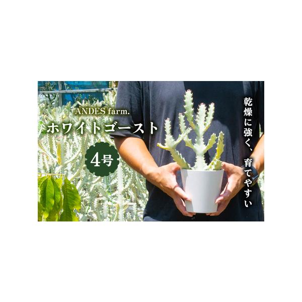 ■ 容量　ホワイトゴースト 4号　高さ35cm程度　鉢カバー付き　　※苗木はお選びできません。　※同サイズをランダムでお送りいたします。■ 配送について　寄附受付より1ヵ月〜2ヵ月　タイプ：【常温】