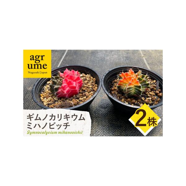 ■ 容量　お届け個数：2株　株の径：約4cm〜6cm前後　　※個体差があるので模様や色はできるだけ違う組み合わせになるように選ぶようにしています。　※撮影した日より成長している場合があります。　※現物が届くわけではありません。　※土の乾き具...