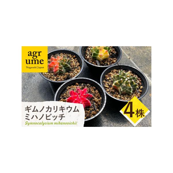 ■ 容量　お届け個数：4株　株の径：約4cm〜6cm前後　　※個体差があるので模様や色はできるだけ違う組み合わせになるように選ぶようにしています。　※撮影した日より成長している場合があります。　※現物が届くわけではありません。　※土の乾き具...