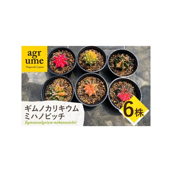 ■ 容量　お届け個数：6株　株の径：約4cm〜6cm前後　　※個体差があるので模様や色はできるだけ違う組み合わせになるように選ぶようにしています。　※撮影した日より成長している場合があります。　※現物が届くわけではありません。　※土の乾き具...
