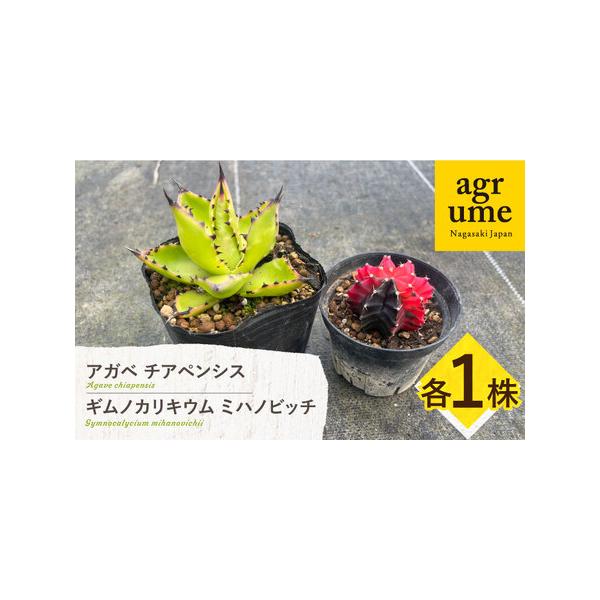 ■ 容量　お届け個数：２株　・ギムノカリキウム ミハノビッチ　株の径：約４cm〜６cm前後　　・アガベ チアペンシス　サイズ：3寸（9cm）のビニールポットに植えています。　　※撮影した日より成長している場合があります。　※現物が届くわけで...