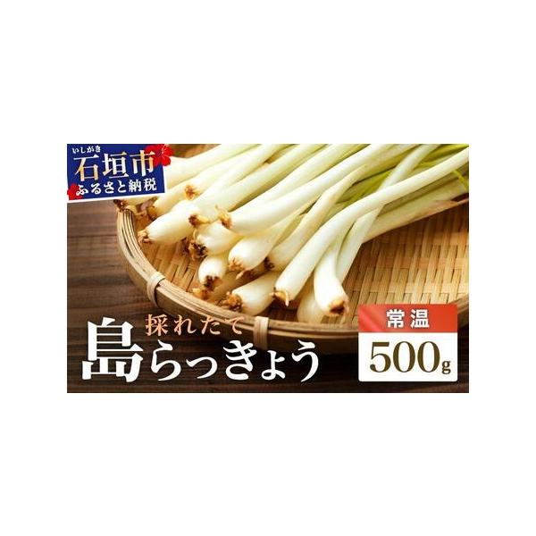 ■ 容量　採れたて島らっきょう　500g　※レターパックでの常温発送になります。ご注意ください。　　生産地：石垣市　タイプ：【常温】