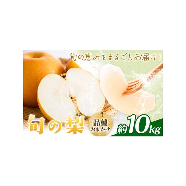 【先行予約】旬の梨 品種おまかせ 約10kg 日本フルーツ株式会社《2026年8月上旬-10月上旬頃出荷》熊本県 菊池市 梨 なし 豊水 秋月.. 熊本県菊池市