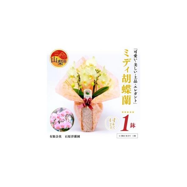 ふるさと納税 ミディ胡蝶蘭　山梨県産　鉢サイズ4寸　2本立て　石原洋蘭園　ギフトや贈答品におすすめです。【配送不可地域：離島・北海道・沖縄県・中.. 山梨県