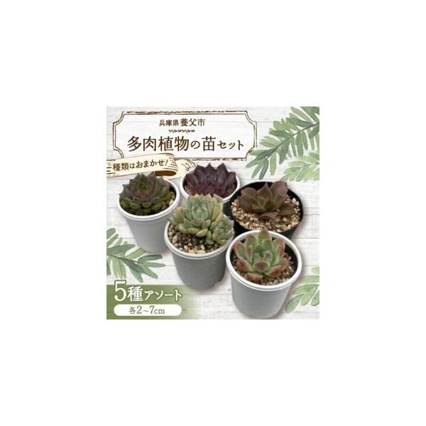 ふるさと納税 種類はおまかせ!多肉植物の苗セット(5種類アソート)【配送不可地域：離島】【1713107】 兵庫県養父市