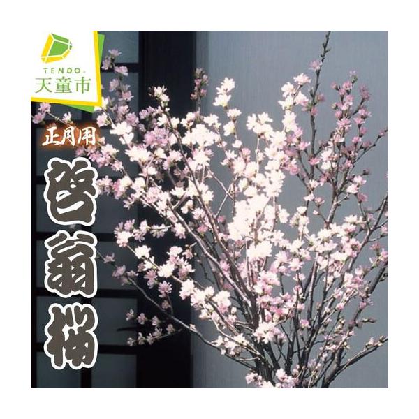 ふるさと納税 正月用 啓翁桜 切り花 山形県天童市
