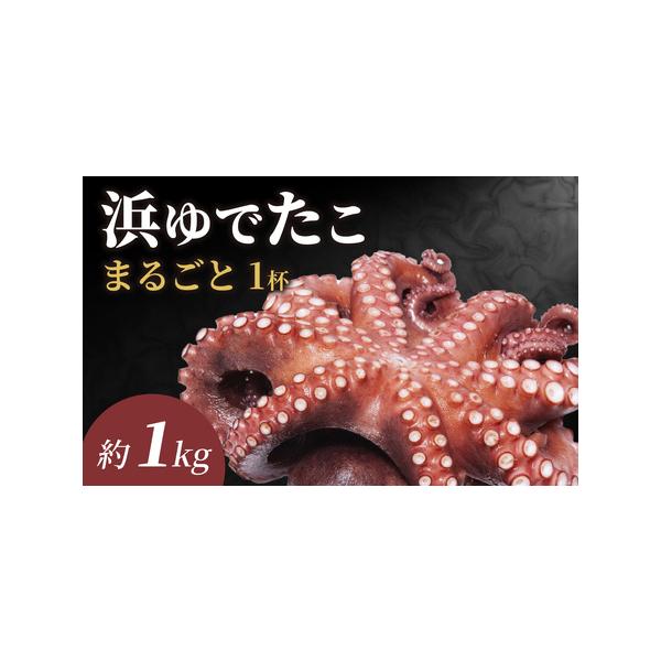 ふるさと納税 【先行予約】茹でたこ 約1.0kg※2026年5月中旬ごろ順次発送｜北陸 タコ 下処理済み [B-018007] 福井県南越前町