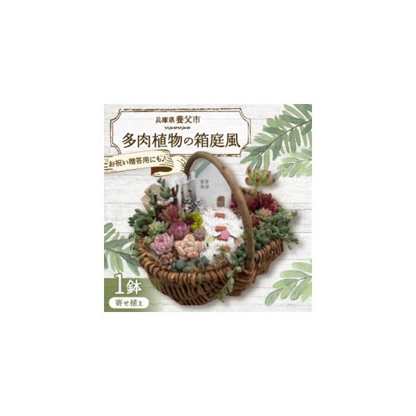 ふるさと納税 多肉BASE厳選!多肉植物の箱庭風【寄せ植え】1鉢【配送不可地域：離島】【1715898】 兵庫県養父市