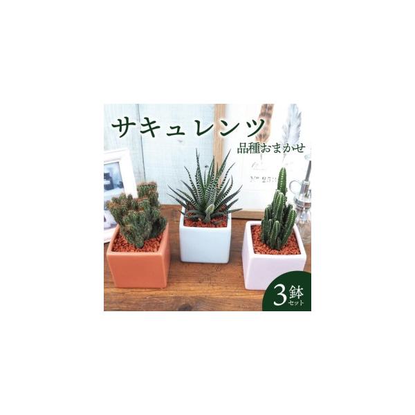 ふるさと納税 京都 多肉植物 サキュレンツ 3個 セット 植物 インテリア 観葉植物 京都府