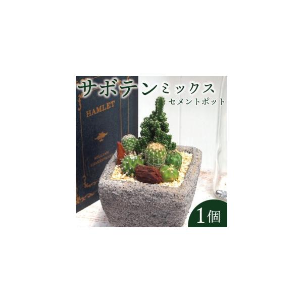 ふるさと納税 サボテン セメントポット 京都 植物 インテリア 観葉植物 京都府