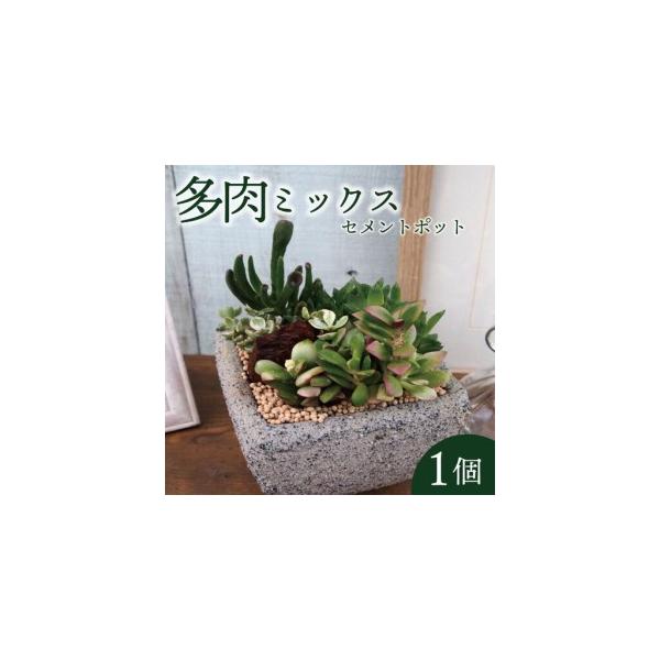 ふるさと納税 多肉 ミックス セメントポット 京都 植物 インテリア 観葉植物 多肉植物 京都府