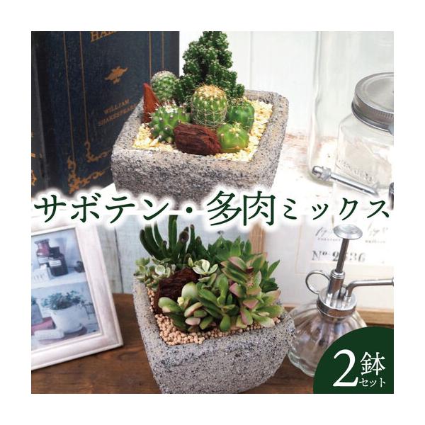 ふるさと納税 京都 サボテン 多肉 ミックス セメントポット 2鉢 セット 植物 インテリア 観葉植物 京都府