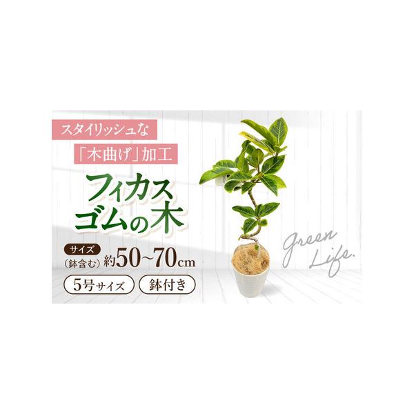 ふるさと納税 観葉植物 フィカスゴムの木 鉢植え 大村市 エコグリーンヒガシ/フィカス ゴムの木 ゴムノキ 鉢付き 室内 植物 インテリア プレゼン.. 長崎県大村市