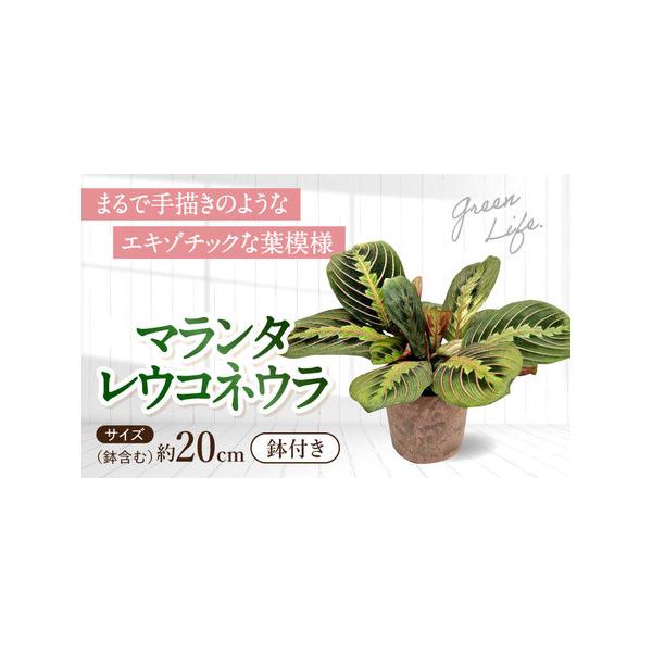 ふるさと納税 観葉植物 マランタレウコネウラ 鉢植え 大村市 エコグリーンヒガシ/マランタ 室内植物 鉢付き 植物 インテリア おしゃれ プレゼン.. 長崎県大村市