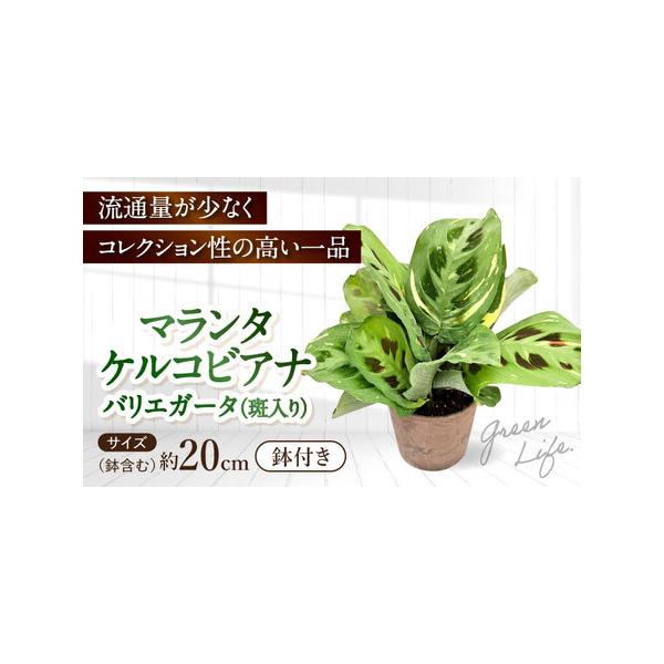 ふるさと納税 観葉植物 マランタケルコビアナバリエガータ 鉢植え 大村市 エコグリーンヒガシ/マランタ 室内植物 鉢付き 植物 インテリア おしゃ.. 長崎県大村市
