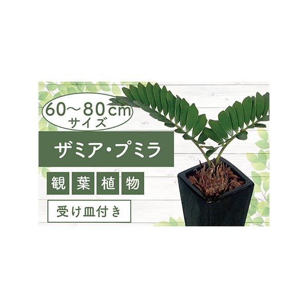 ■ 容量　ザミア・プミラ：1点　高さ(鉢底より)：60cm〜80cm　生産地：鹿児島県指宿市　【鉢サイズ】　高さ：33cm　鉢上部の直径：17.5cm　陶器鉢/受け皿付■ 配送について　■発送期間：2026年6月中旬以降順次発送いたします。...