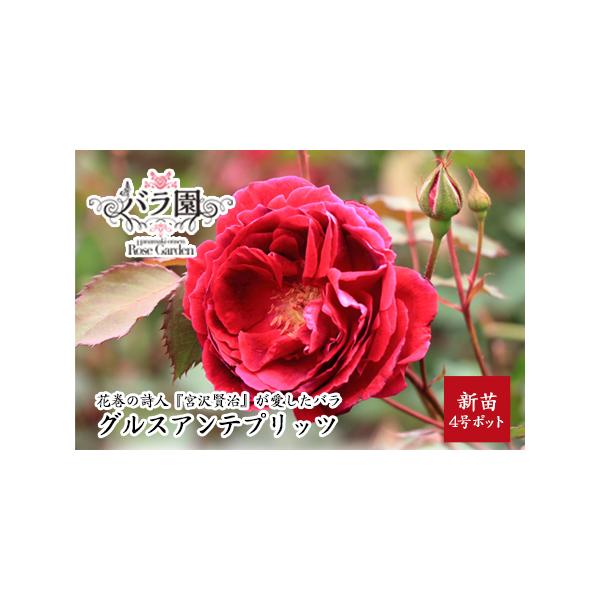ふるさと納税 宮沢賢治が愛したバラ「グルスアンテプリッツ」新苗　＜2026年6月より随時発送＞　【2329】 岩手県花巻市
