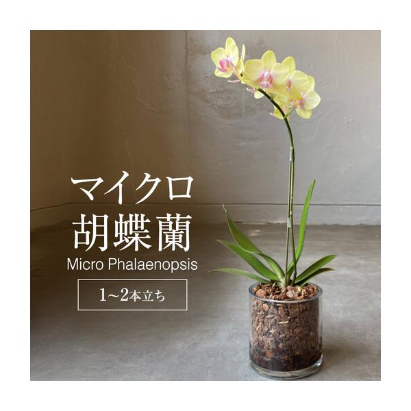 ふるさと納税 マイクロ胡蝶蘭 広島県広島市