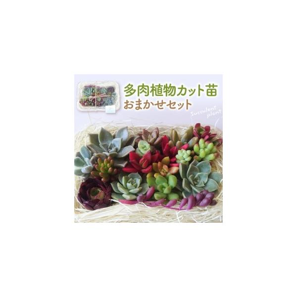 ふるさと納税 多肉植物 カット苗 おまかせセット 植物 多肉植物 苗 山形県東根市