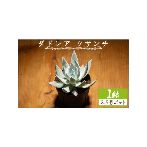 ふるさと納税 多肉植物 クサンチ ダドレア 多肉植物  cc-0001 高知県香南市