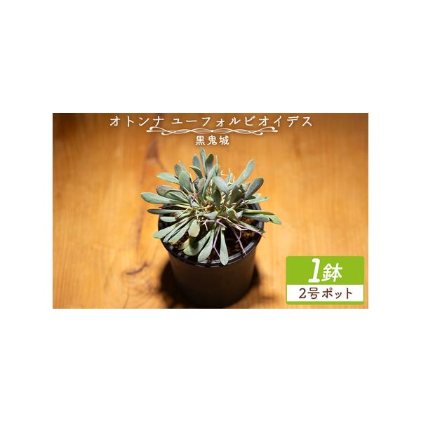 ふるさと納税 塊根植物 ユーフォルビオイデス オトンナ 塊根植物 cc-0003 高知県香南市