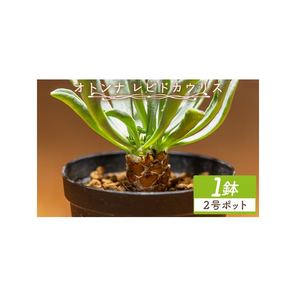 ふるさと納税 塊根植物 レピドカウリス オトンナ cc-0005 高知県香南市