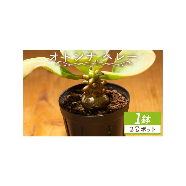 ふるさと納税 塊根植物 ヘレー オトンナ 塊根植物 cc-0007 高知県香南市