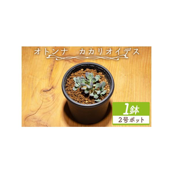 ふるさと納税 塊根植物 カカリオイデス オトンナ 塊根植物 cc-0010 高知県香南市