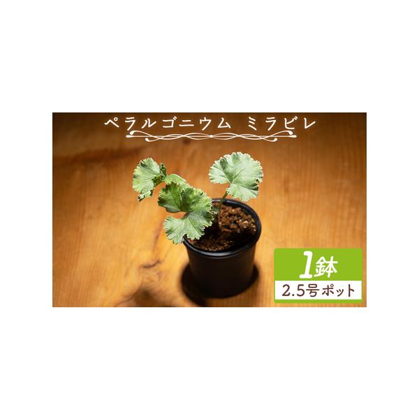 ふるさと納税 塊根植物 ミラビレ ペラルゴニウム 塊根植物 cc-0013 高知県香南市
