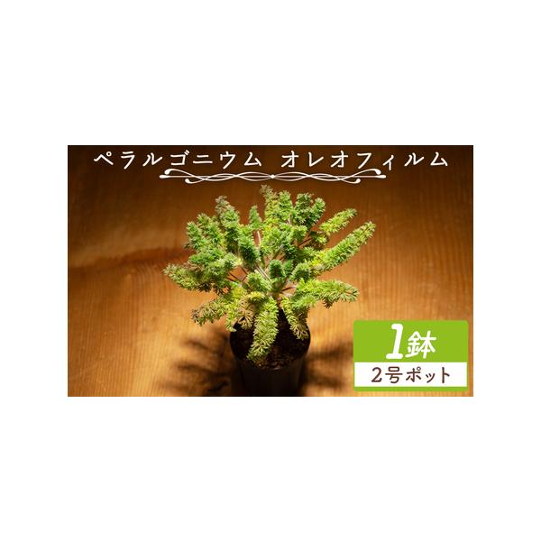 ふるさと納税 塊根植物 オレオフィルム ペラルゴニウム 塊根植物 cc-0014 高知県香南市