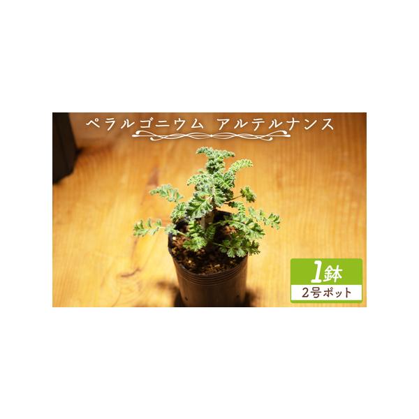 ふるさと納税 多肉植物 アルテルナンス ペラルゴニウム 多肉植物 cc-0015 高知県香南市