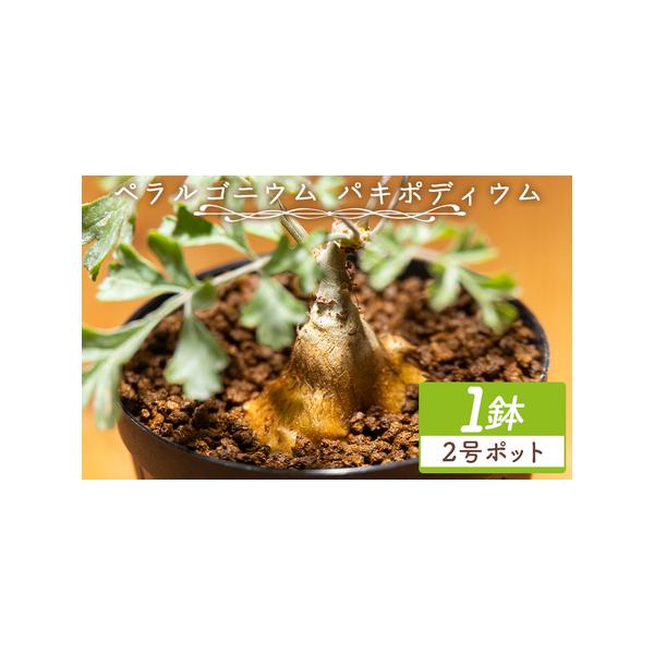 ふるさと納税 多肉植物 パキポディウム ペラルゴニウム 多肉植物 cc-0016 高知県香南市