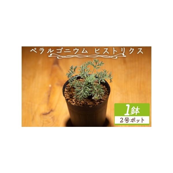 ふるさと納税 塊根植物 ヒストリクス ペラルゴニウム 塊根植物 cc-0018 高知県香南市